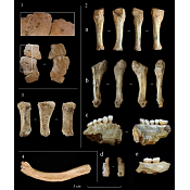 Camar-s_et_al-2017-International_Journal_of_Osteoarchaeology
