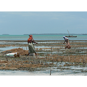 Cultivo de algas