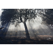 arbol transparente - UBUVERDE