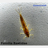 Familia Baetidae @aquacolab