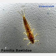 Baetidae