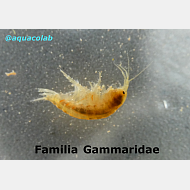 Familia Gammaridae @aquacolab