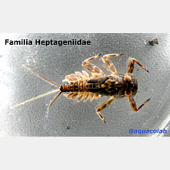 Familia Heptageniidae @aquacolab