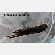 Familia Leptoceridae @aquacolab