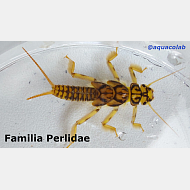 Familia Perlidae @aquacolab
