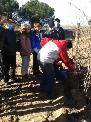 Visita D.O. Ribera del Duero