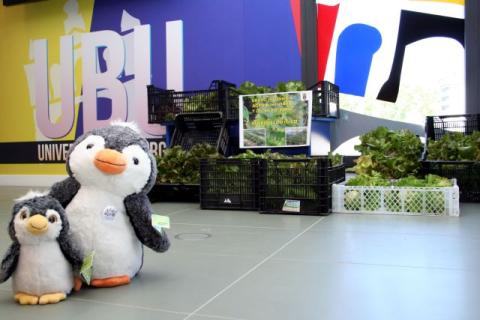 Huertos Ecológicos. mercadillo